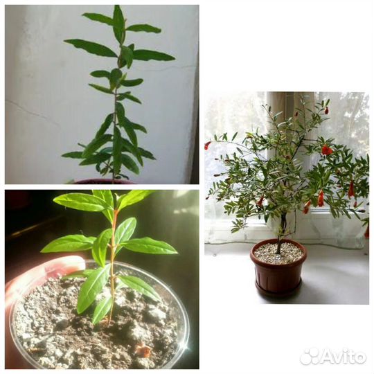 Ростки гранатового дерева