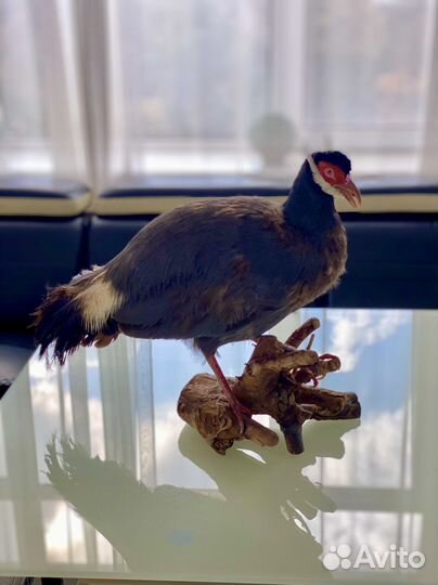 Чучело Фазана ушастого