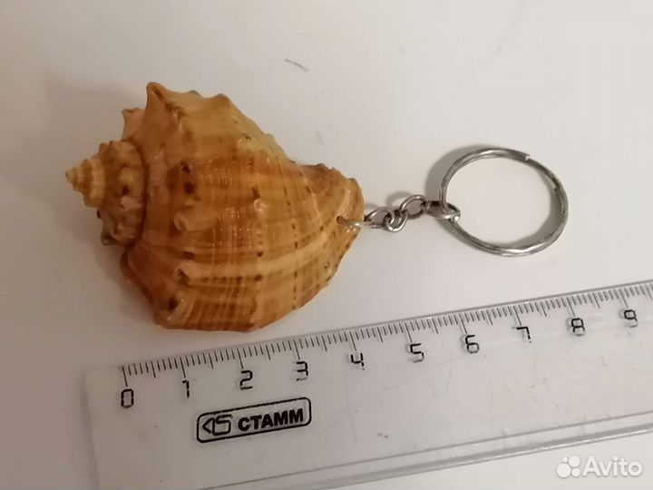 Морские ракушки раковины