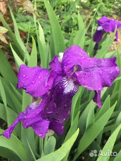 Примулы, хосты и др.многолетники