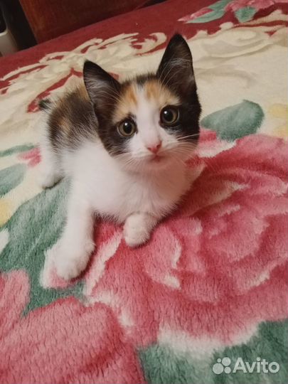 Отдам в добрые руки котенка девочку