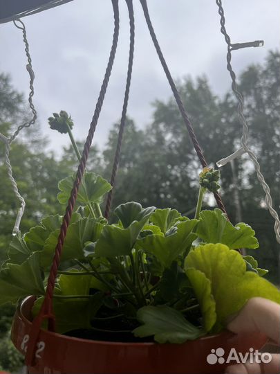 Пеларгония герань (Пинто Премиум)