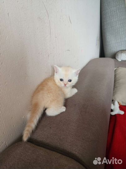 Шотландские котята