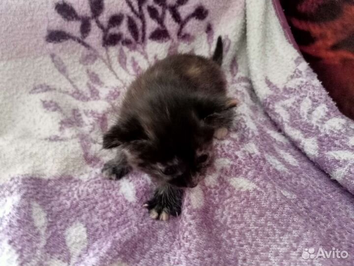 Кошка