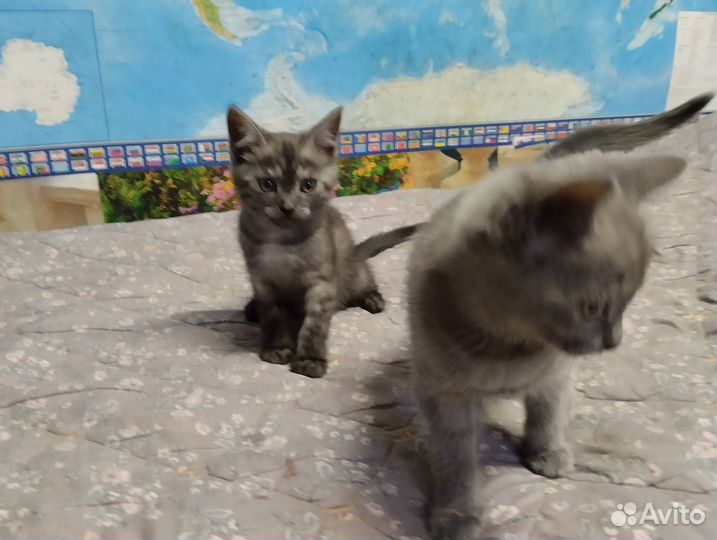 Котята
