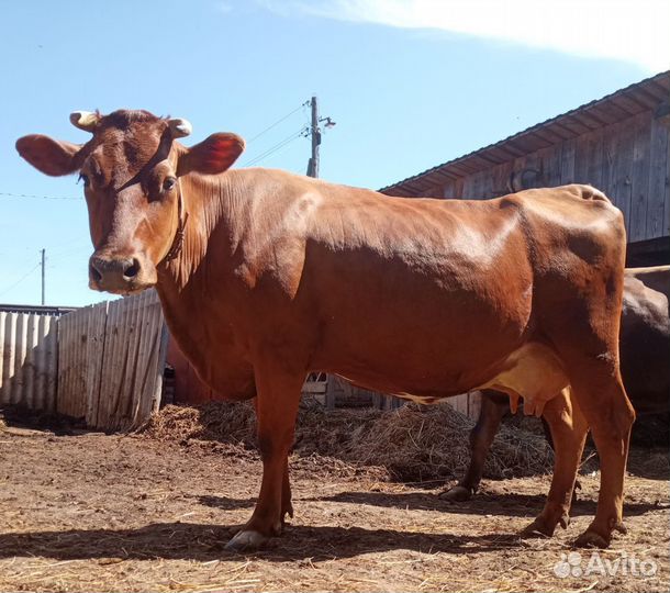 Корова, тёлка и бычок