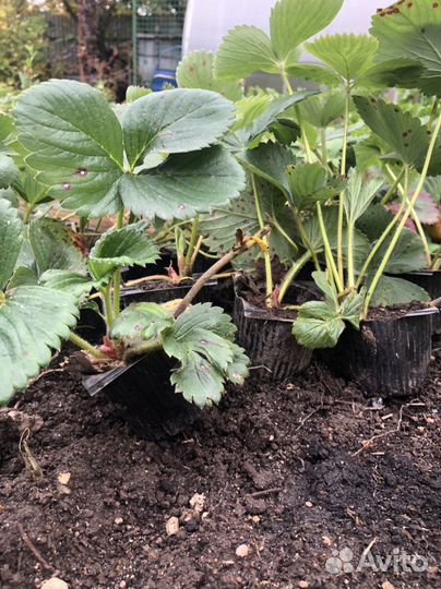 Клубника Елизавета