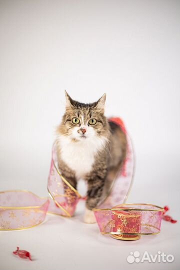 Кошечка Шишуля