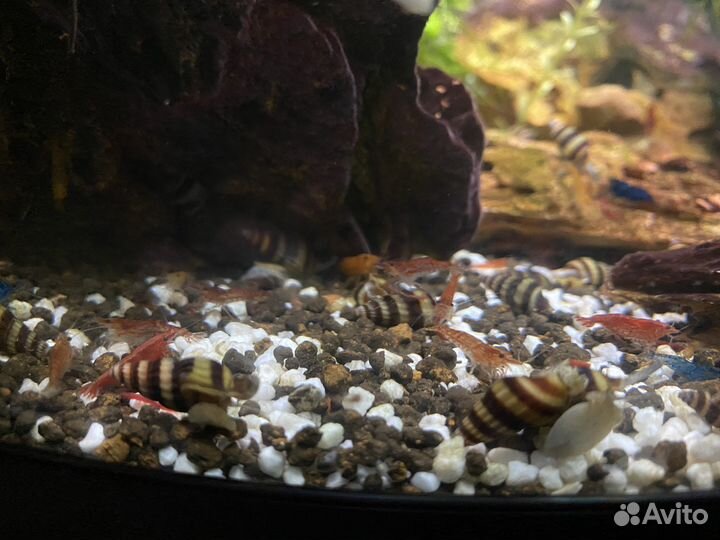 Улитка Хелена