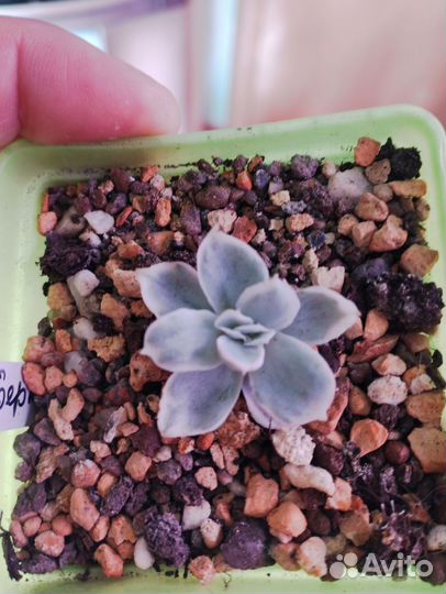 Суккуленты