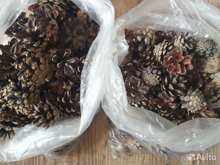 Шишки сосна/ель