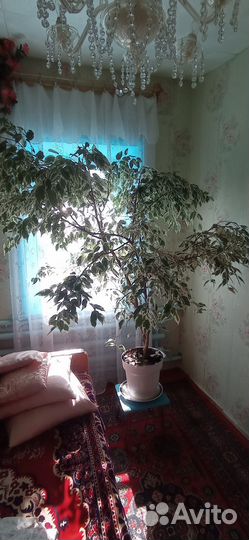 Фикус бенджамина большой