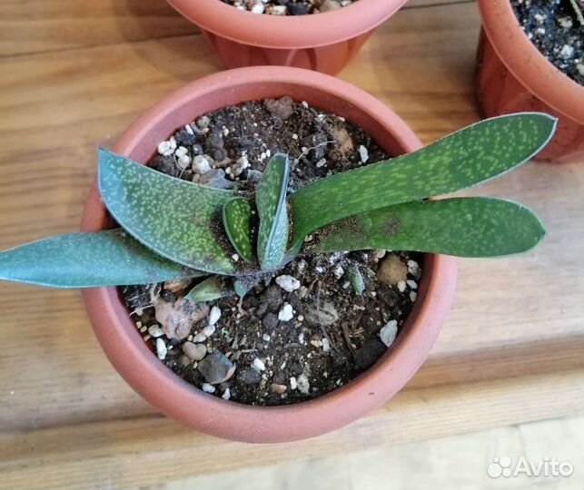 Кактусы и суккуленты 2