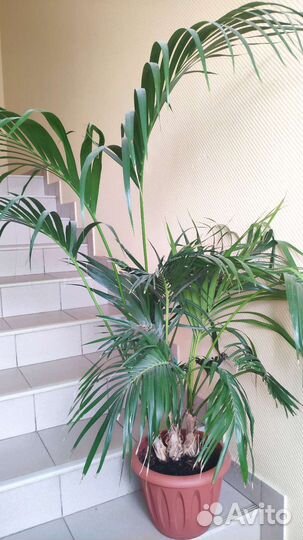 Офисные и комнатные растения