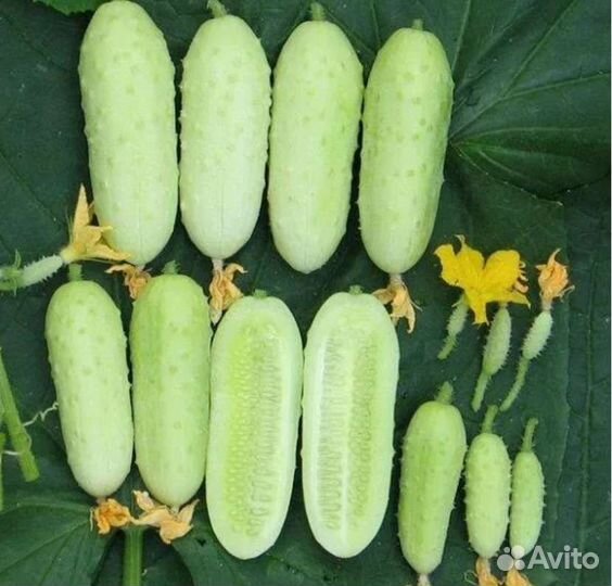 Огурчики Снежный Барс семена