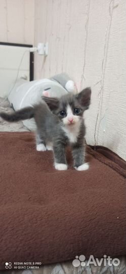 Кошка в дар бесплатно