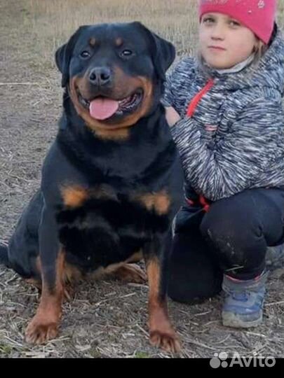 Щенки ротвейлера