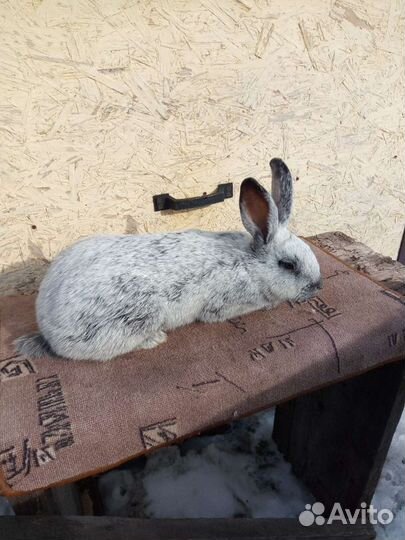 Продам чистопородных кроликов