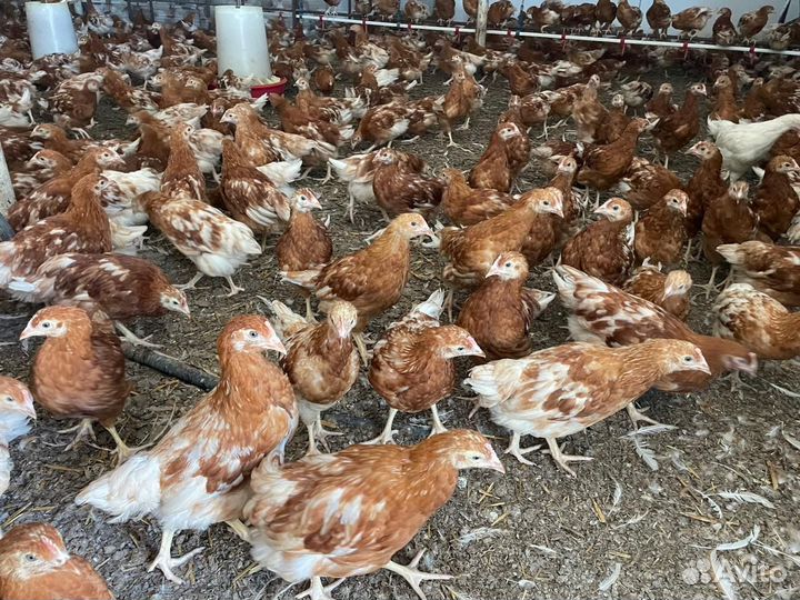 Куры несушки молодняк