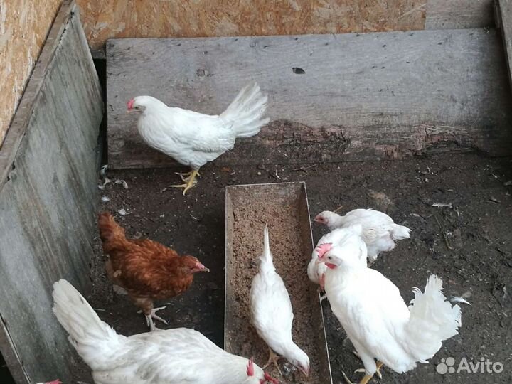 Продам кур яичной породы Декалб Уайт с петухом