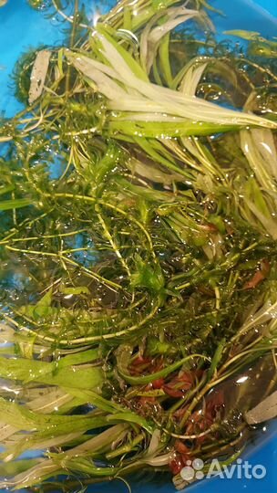 Аквариумные растения бесплатно бронь до 14.10