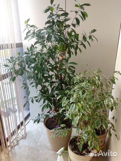 Бенджамина