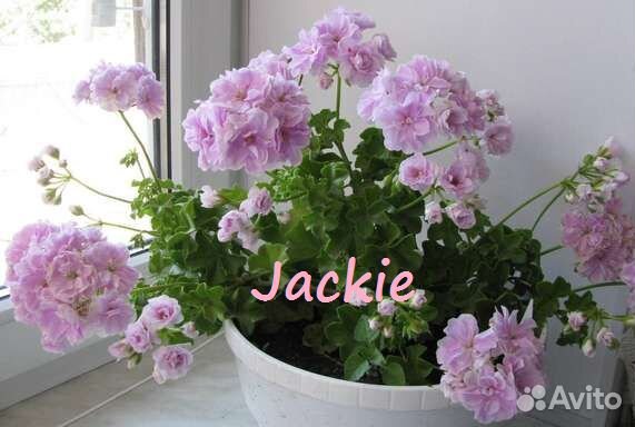 Пеларгонии плющелистные