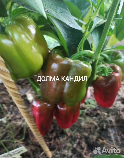 Семена перца сладкого