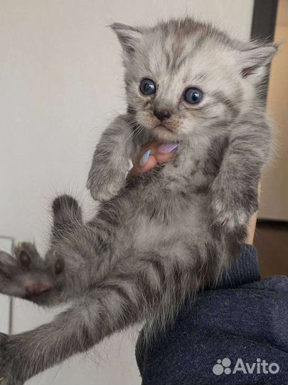 Британские котята