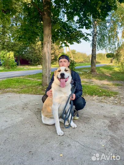 Кинолог / Дрессировка и воспитание собак