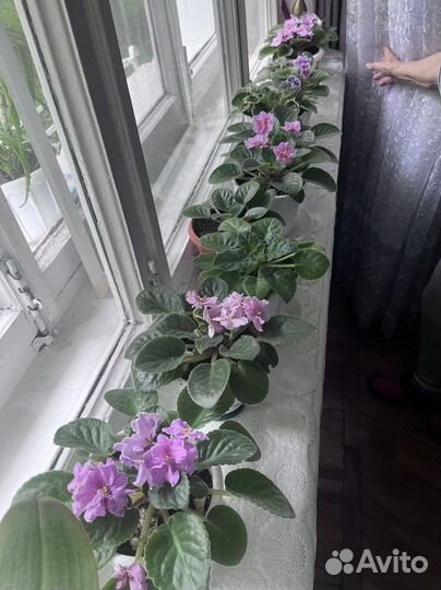 Фиалки цветущие в горшках