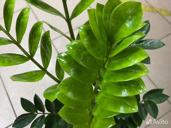 Замиокулькас 70см