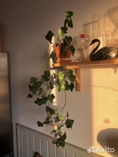 Плющ Хедера