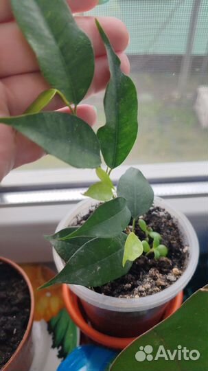 Фикус бенджамина