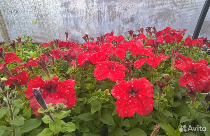 Петуния, рассада цветов, оптом и в розницу