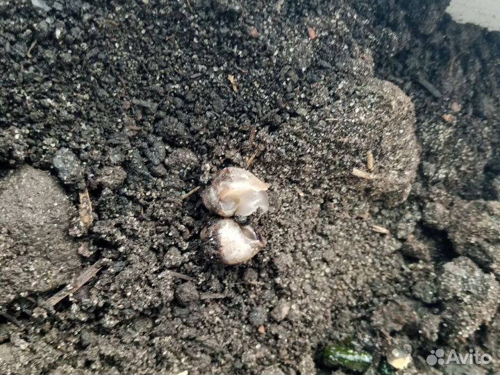 Улитки ахатины