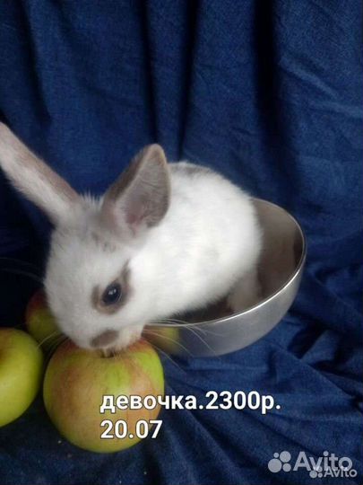 Декоративные крольчата