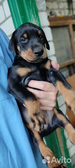 Щенки добермана(Вязка)