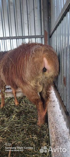 Курдючные бараны овцы