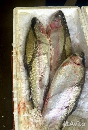 Форель свежая из Карелии (Опт От 20 кг)