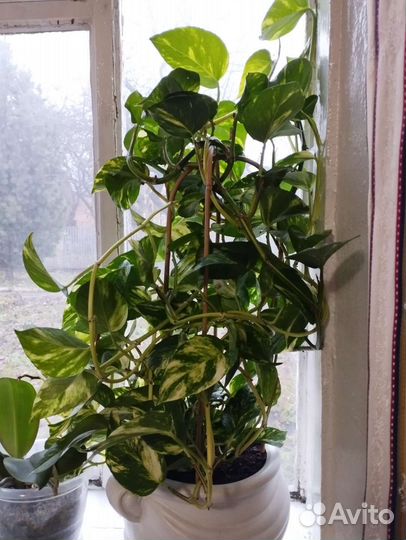 Сциндапсус