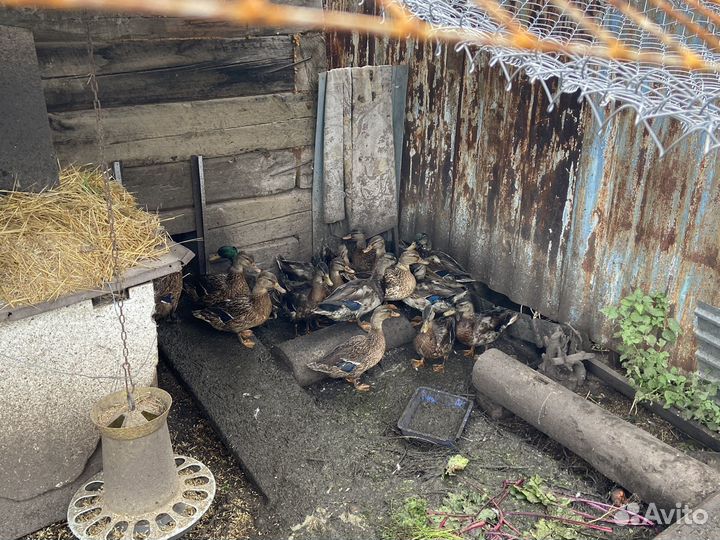 Утки подсадные для охоты