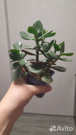 Толстянка. Денежное дерево