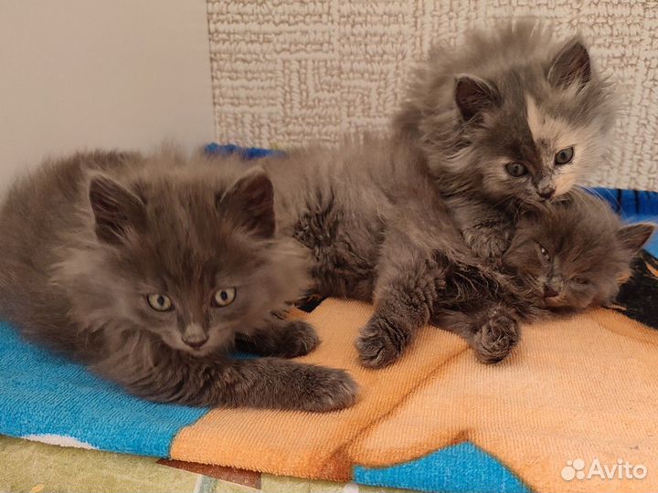 Отдам котят в добрые руки