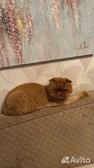 Персидский кот в добрые руки