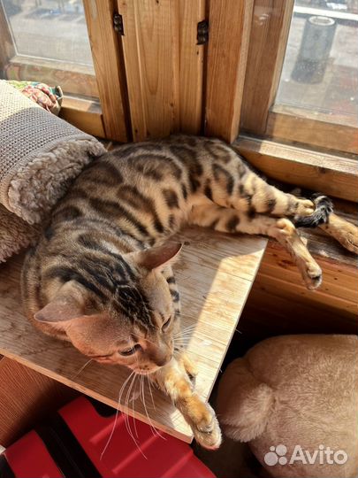 Бенгальский котик для Вашей кошечки