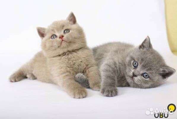 Британская