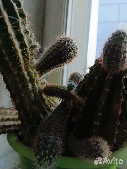 Кактус большой или детки