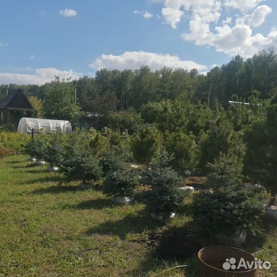 Саженцы сибирского кедра ели пихты туи