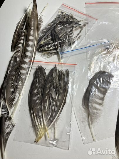 Интересные перья